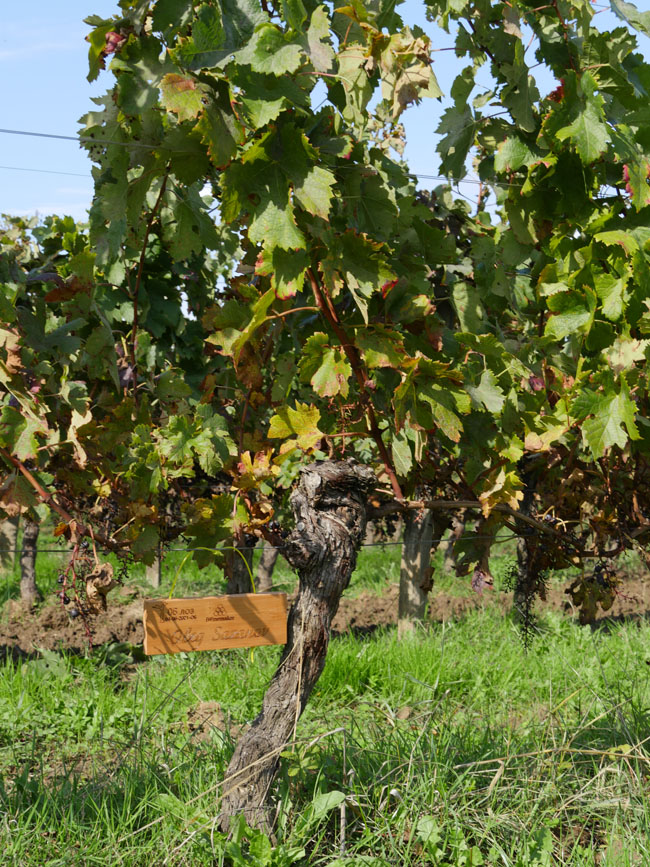 Виноградник на урожай